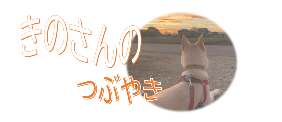 きのさんのつぶやき