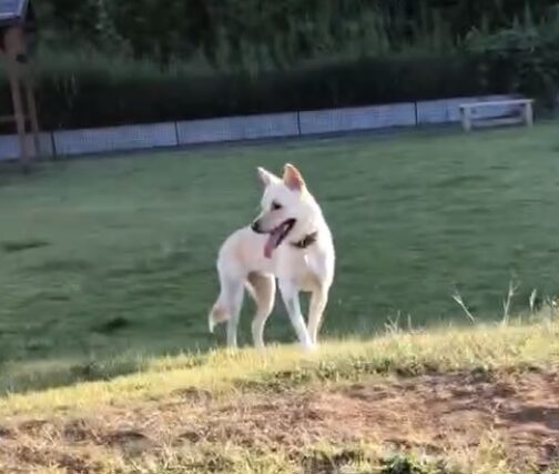 ドッグランで走るきのさん