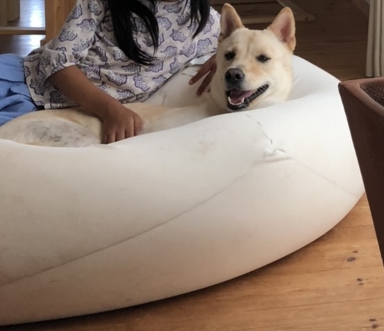 無印良品の快適すぎて 人をダメにするソファ は 犬もダメにした きのさんのつぶやき