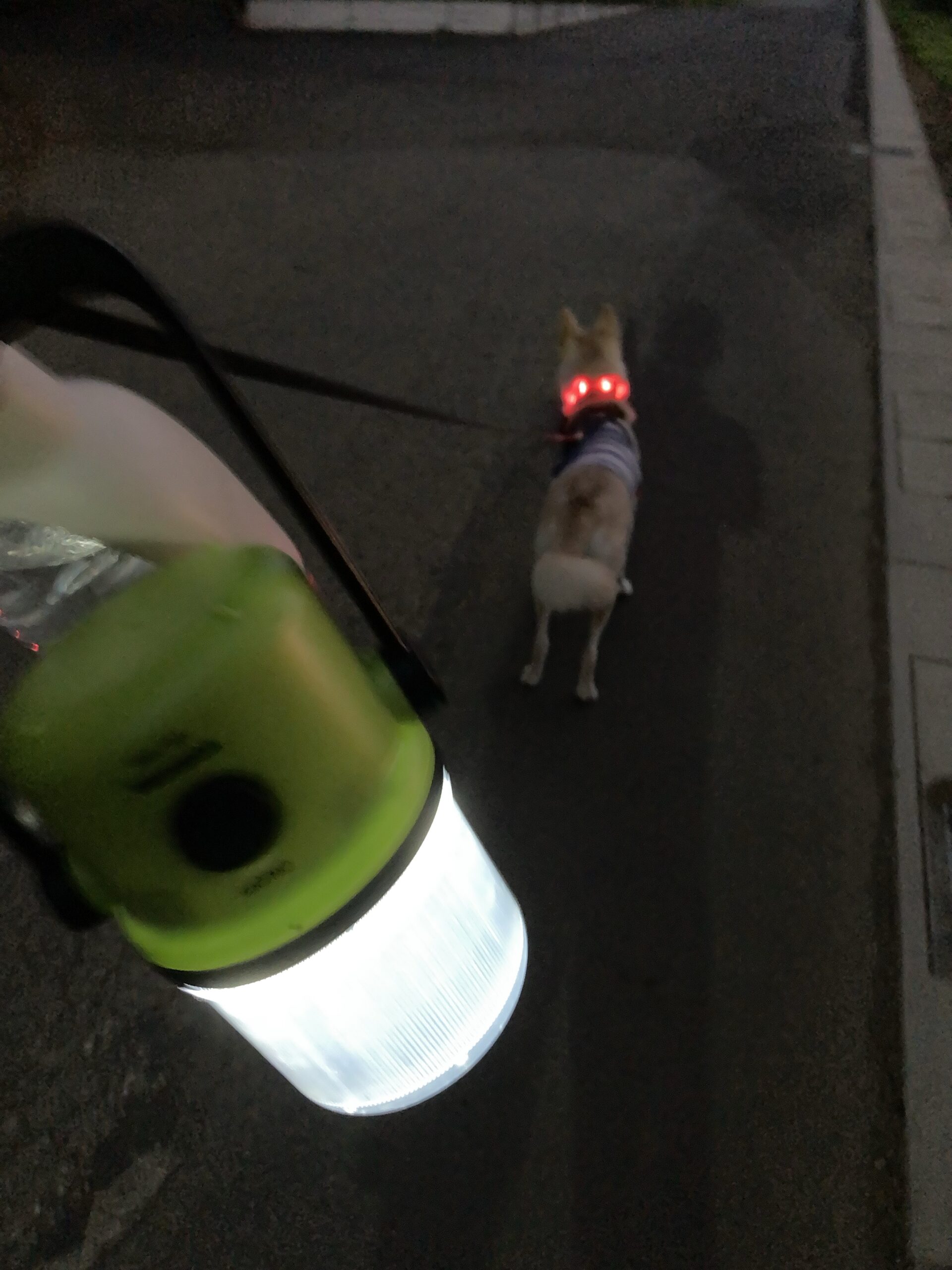 ランタンと光る首輪で夜の散歩