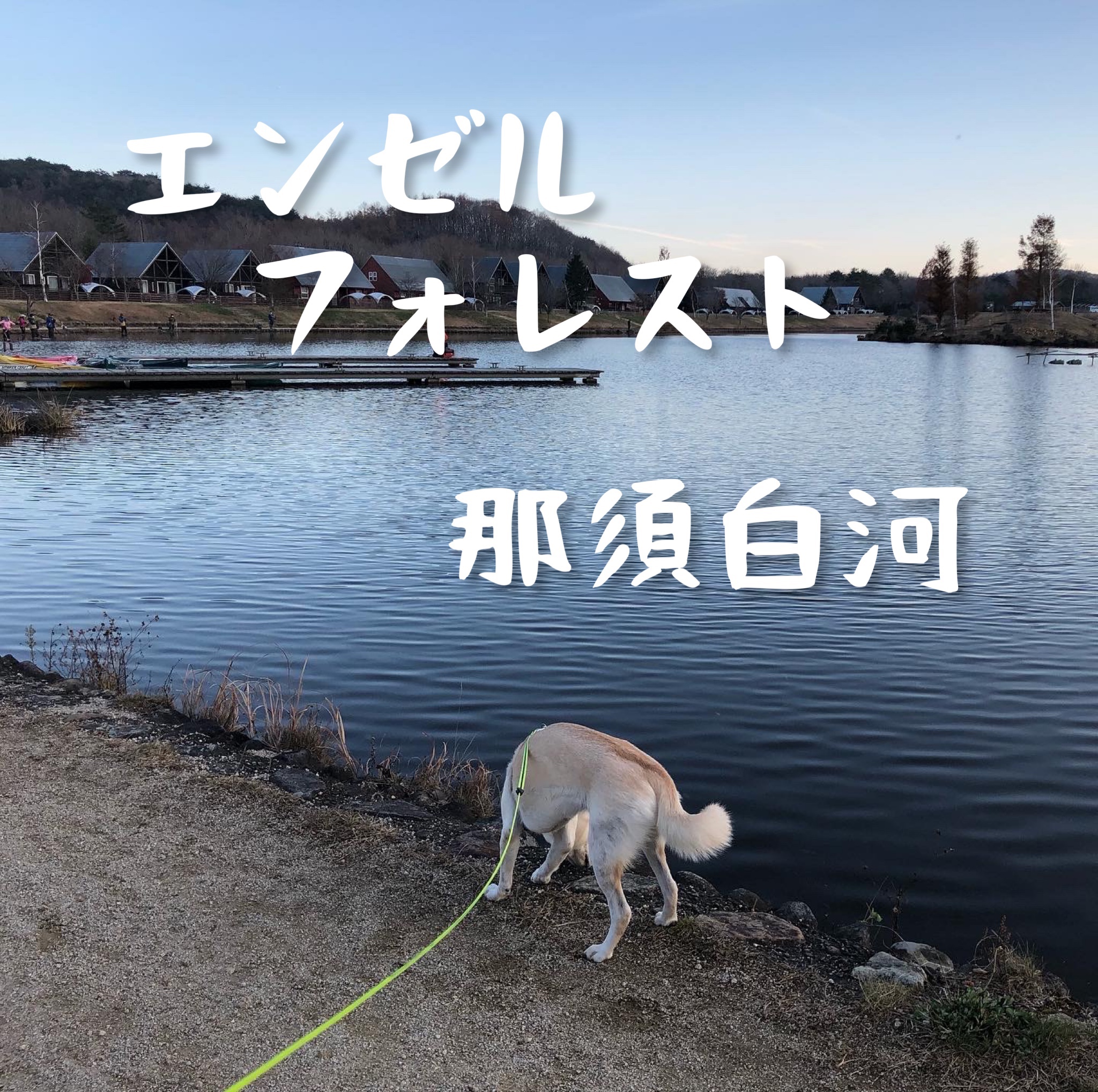 犬の写真