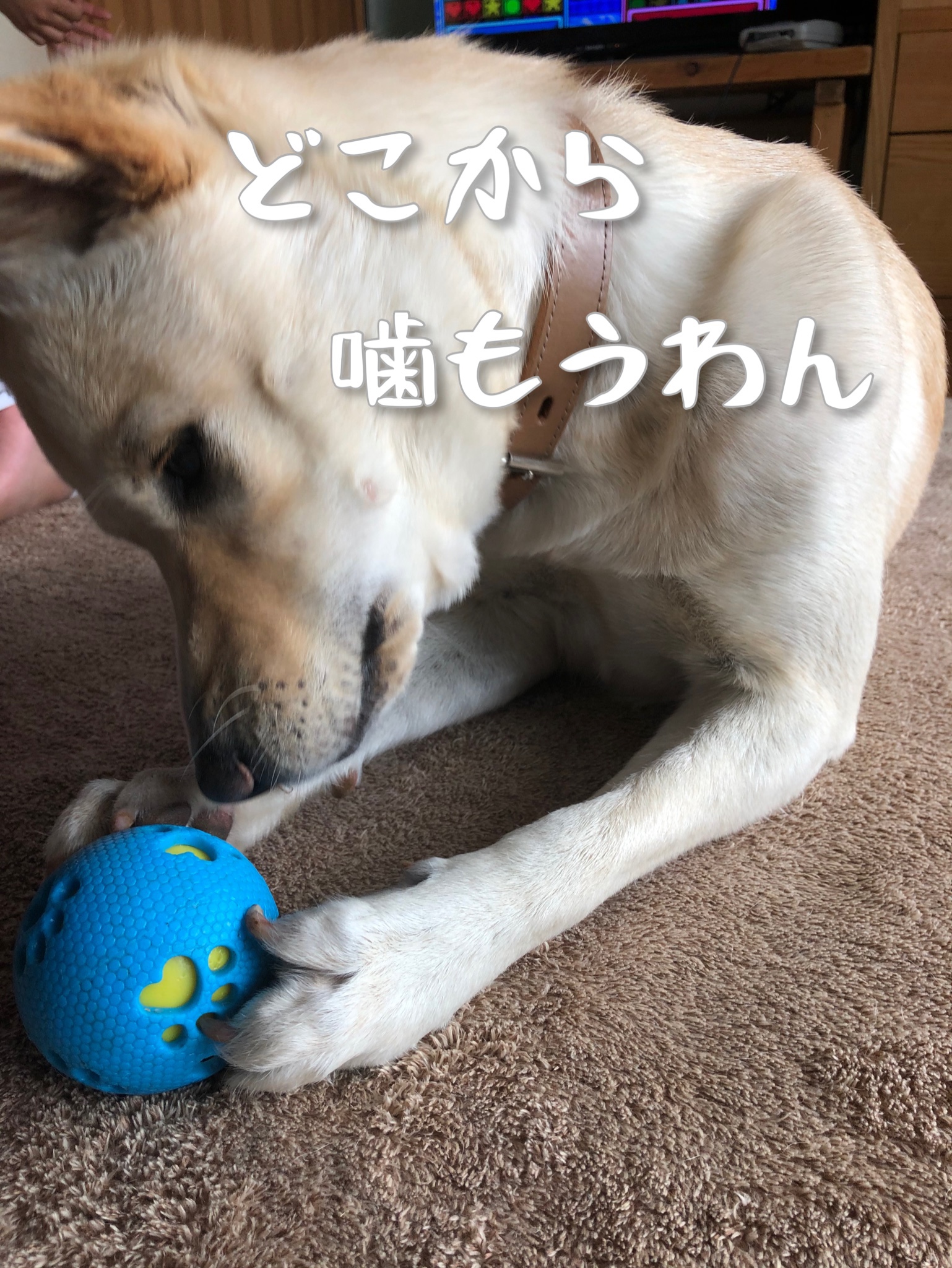 犬がいろいろなものを噛むのは何故 犬が物を噛む理由と対処法 きのさんのつぶやき