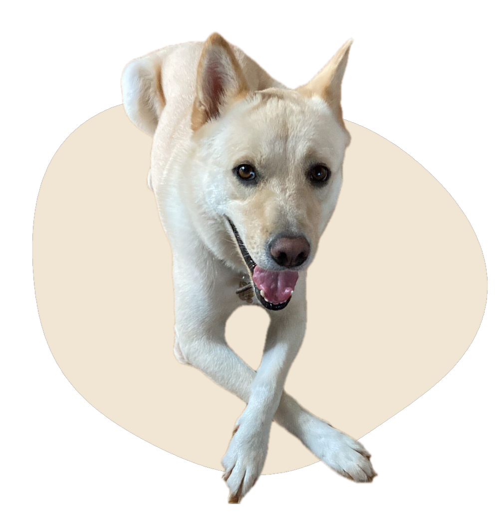 元野犬のきのさん